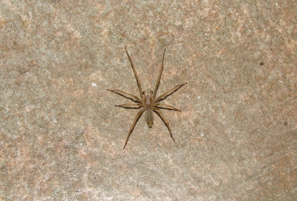 Cheiracanthium sp.